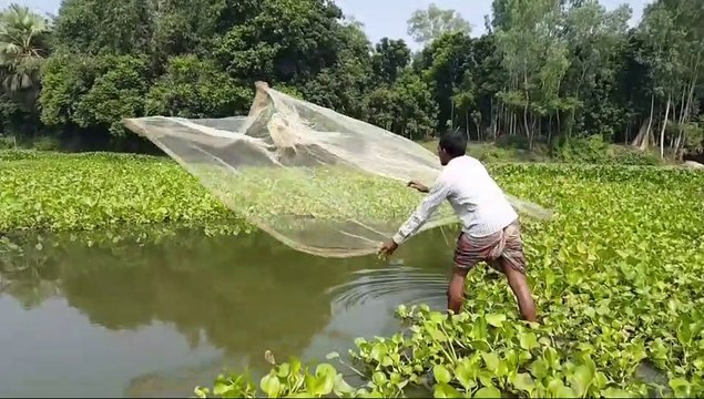Net Fishing _ Catching Lot of Fish By Cast Net _ Fishing with beautiful nature 1080