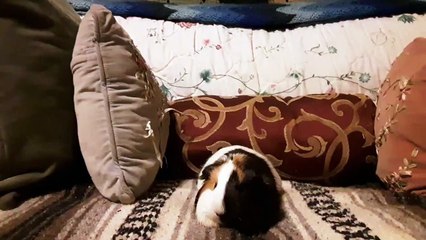 CAVIA PORCELLUS TURMERIC 20190705_032731