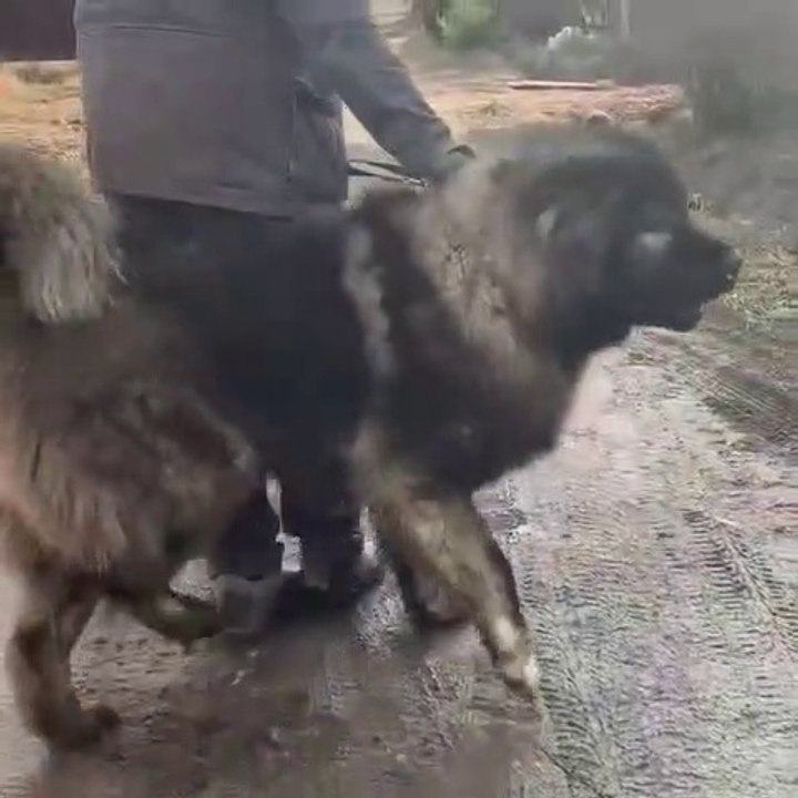 SiNiRLi ve ADAMCI KaFKAS COBAN KOPEGi - VERY ANGRY CAUCASiAN SHEPHERD DOG