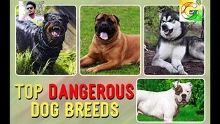 World 10 dangerous dog