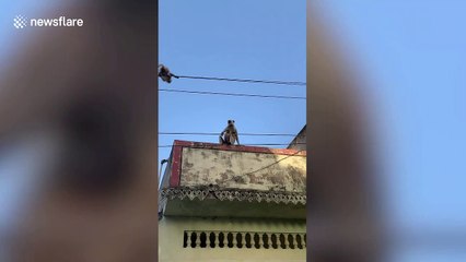 Monkey risks life to rescue her baby stranded on power lines