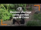 Pandas sent back to China over bamboo shortage