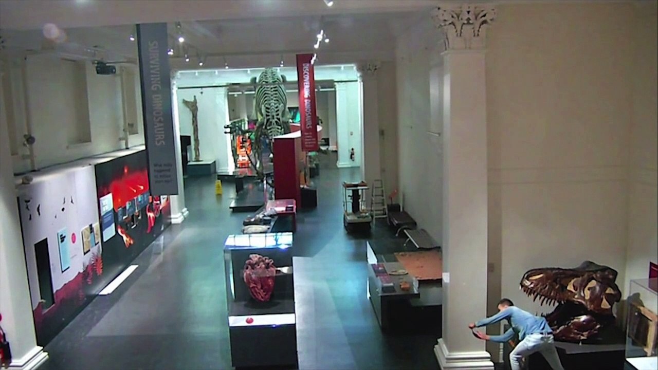 Verbotene selfies vor dino-skeletten: mann dringt in der nacht in museum ein