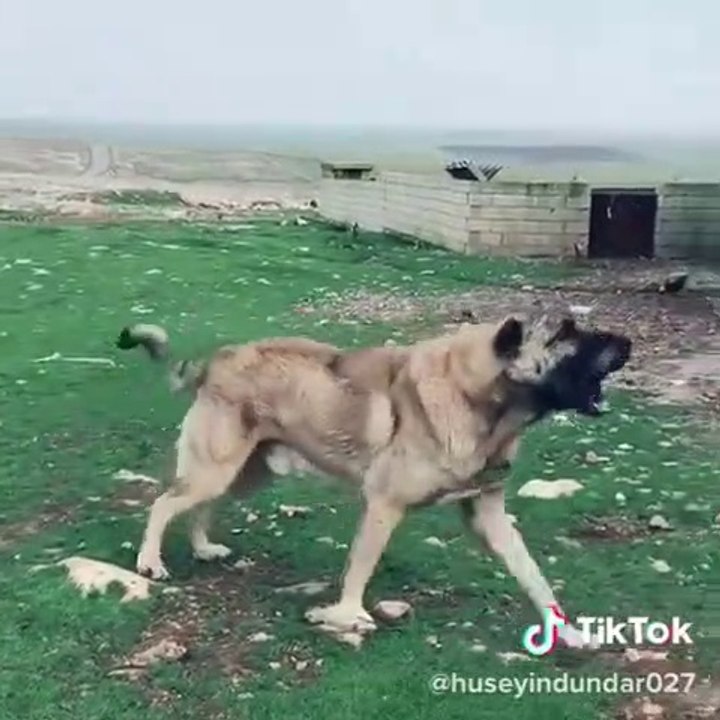 ADAMCI ANADOLU COBAN KOPEGi - ANGRY ANATOLiAN SHEPHERD DOG
