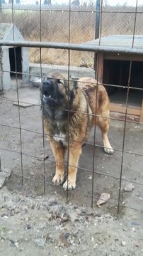 ADAMCI KAFKAS COBAN KOPEGi - ANGRY CAUCASiAN SHEPHERD DOG