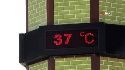 Antalya'da dereceler 37'yi gösterdi, sokak köpekleri ve kargalar süs havuzunda serinledi