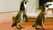 Pinguine bestaunen Kunst im Museum