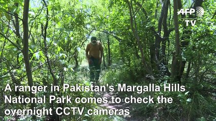 Leopards spotted in Pakistan capital's park as virus clears way