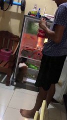 Doggo Just Wants to Chill in the Fridge