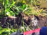 Il découvre un aigle piégé dans un marais et tente tout pour le sauver