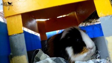ROOM TOUR JAULA COBAYAS CYC DE TRES PISOS ABRIL 2020 | GUINEA PIGS C&C CAGE TOUR | LA GATA VEGANA