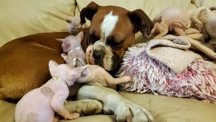 London the Boxer is the Best Babysitter of Sphynx Kittens