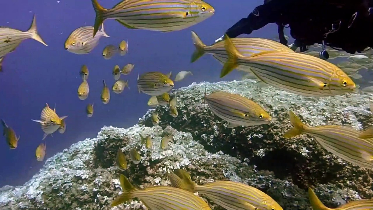 scuba_diving