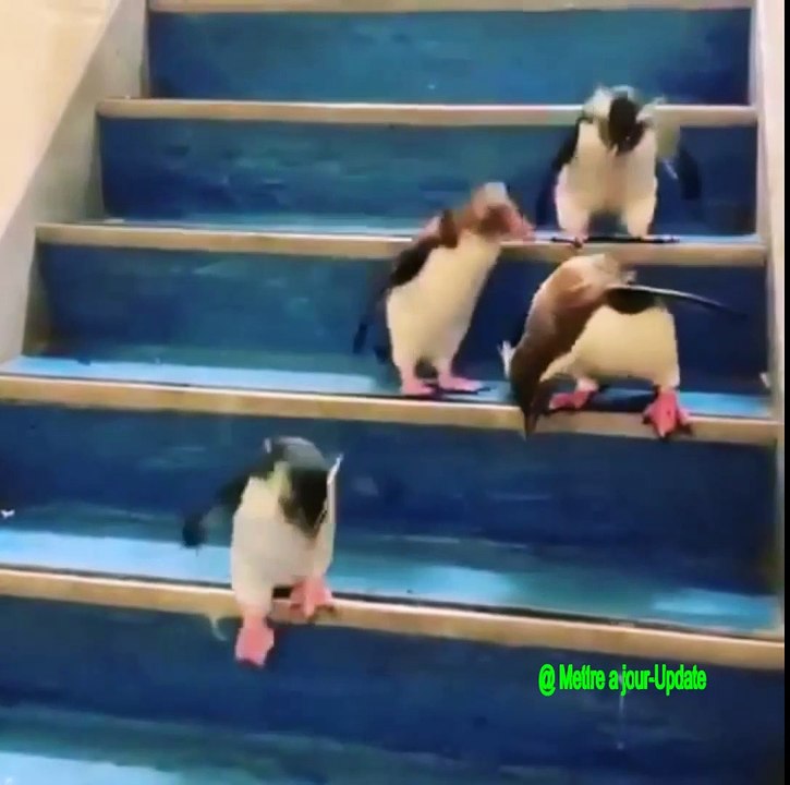 The Penguin