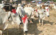 Swami Akhileshwaranand asks Shivraj cabinet to form 'Cow Ministry' in Madhya Pradesh