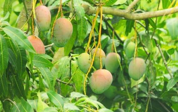 Mango farmers to witness loss due to massive thunderstorms across India