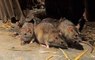 Rat scam in Maharashtra: How can over 3 lakh rats be killed in one week? asks opposition