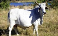 8-year-old Karnataka girl saves brother from violent cow