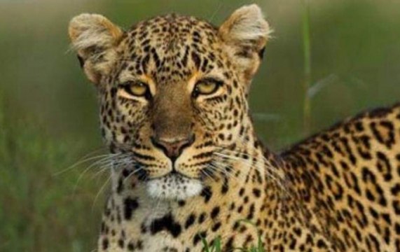 Lucknow: leopard causing havoc in streets caught