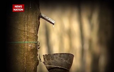 Tripura polls: Here's how rubber cultivation plays an important role in state economy