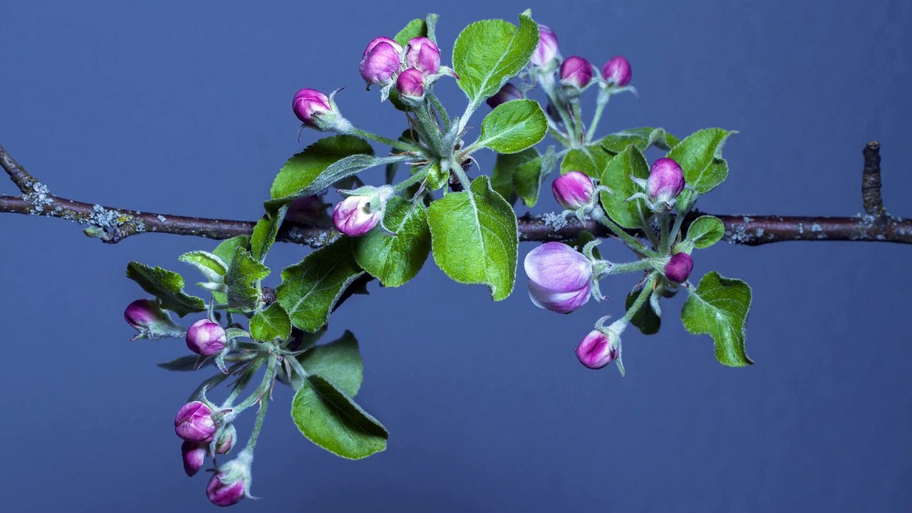 Apple Tree Blooming - Free HD Stock Footage - No Copyright - Time Lapse