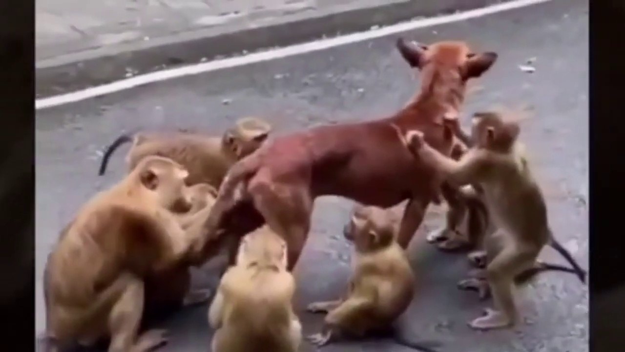 SI TE RIES ... - RECOPILACION DE LOS MEJORES VIDEOS DE ANIMALES GRACIOSOS 2020