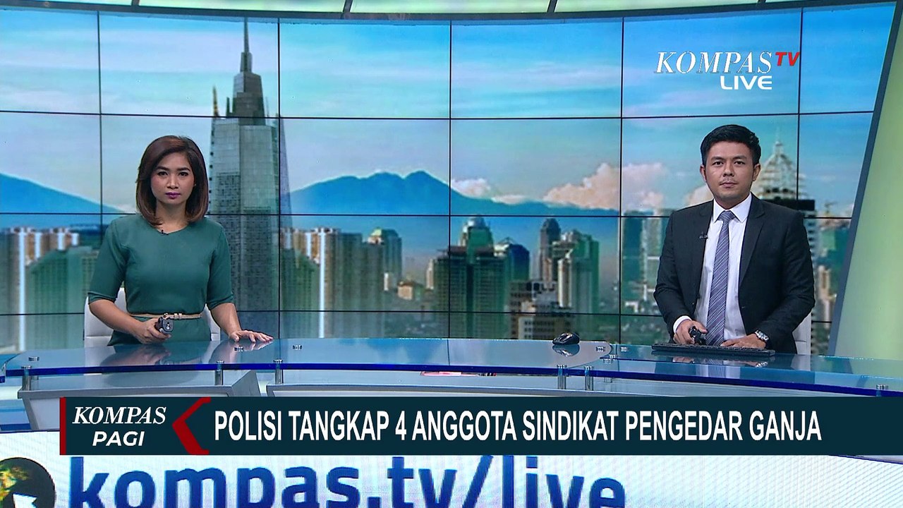 Polisi Tangkap Pengedar Ganja dan Menyita 240 Kilogram Ganja