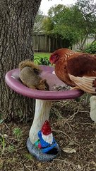 Chicken and Squirrel Quarrel Over Seeds
