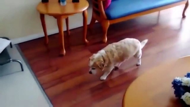 ТОП-7 ПРОВИНИВШИХСЯ СОБАК-1560082387350