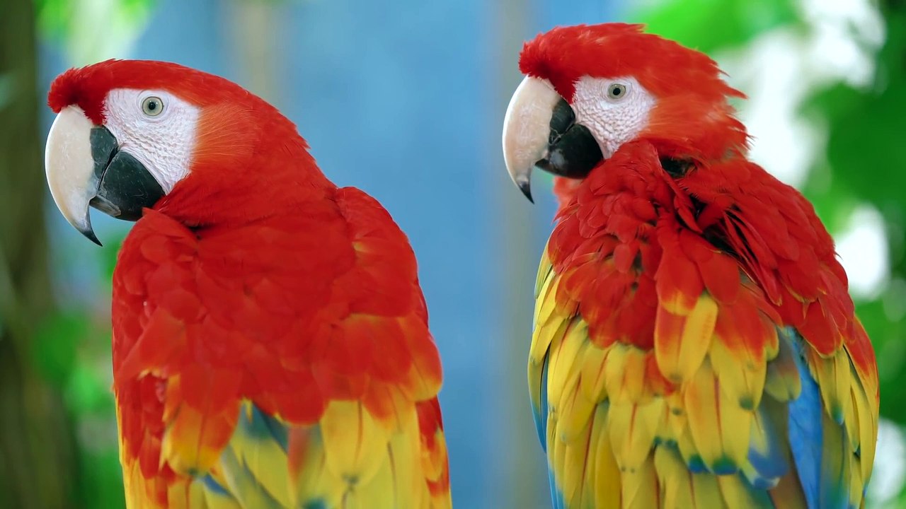 Hd  animal
