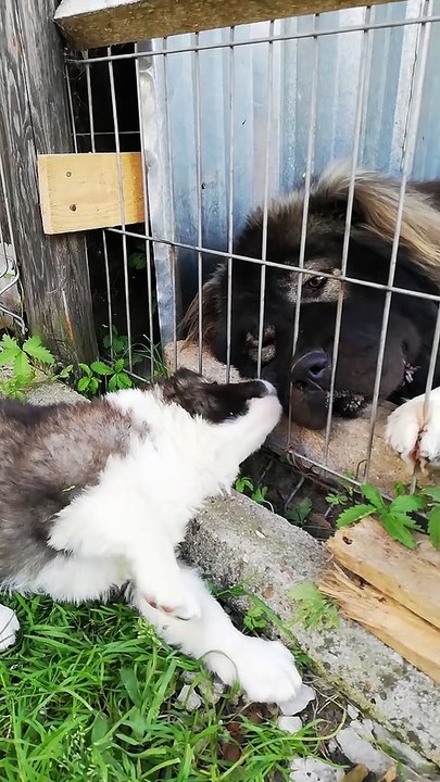 KAFKAS COBAN KOPEGi YAVRULARININ SEViMLiLiGi - CUTE CAUCASiAN SHEPHERD DOG PUPPiES