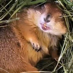 Fluffy Cat Become Best Friends With Prairie Dog 2020
