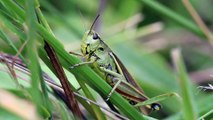 Swamp Locust |Mr Modhu Sweet