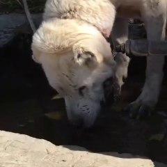VEFAKAR AKBAS COBAN KOPEGi - AKBASH SHEPHERD DOG