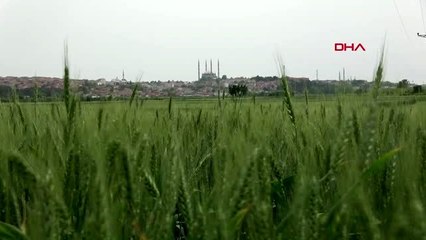 EDİRNE Türkiye'nin 2020 buğday hedefi, 20 milyon ton