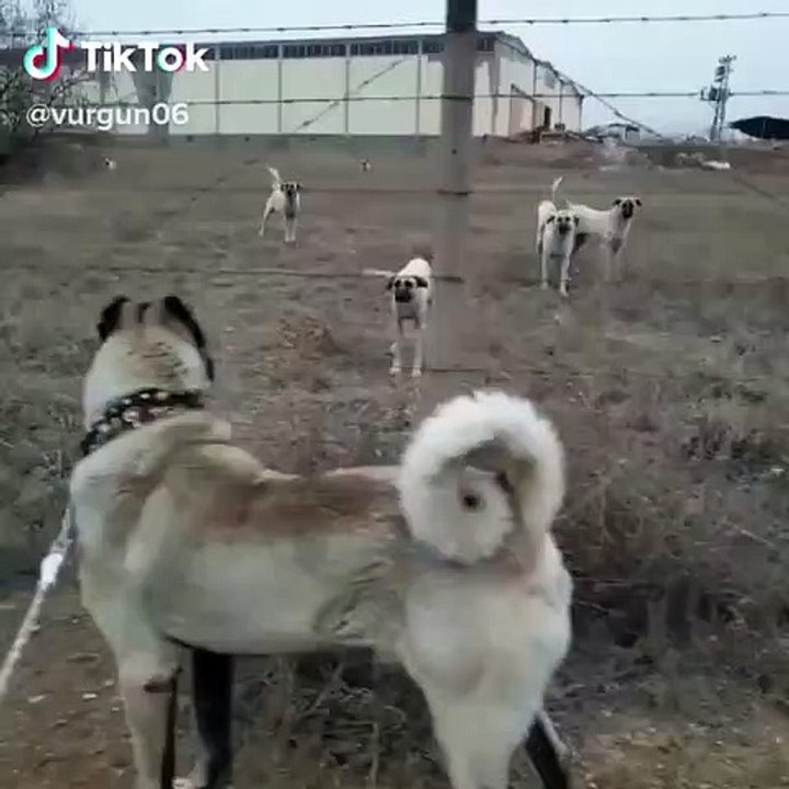SiMiT KUYRUK ANADOLU COBAN KOPEGi TETiKTE - ANATOLiAN SHEPHERD DOG