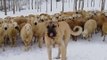 SiVAS KANGAL KOPEGi ve KOYUN GOREVi - KANGAL DOG and MiSSiON SHEEP