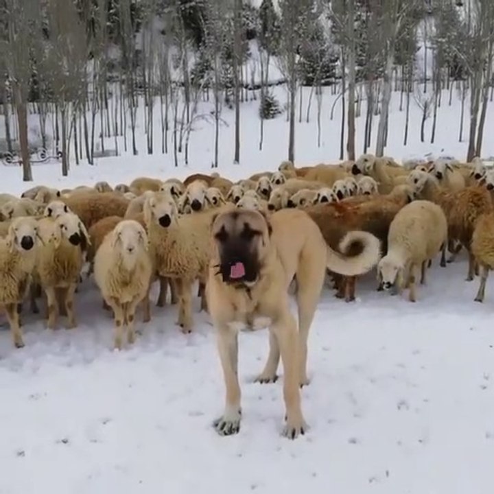 SiVAS KANGAL KOPEGi ve KOYUN GOREVi - KANGAL DOG and MiSSiON SHEEP