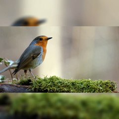 Beauty of Nature, Beauty In Recursion