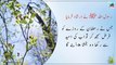 Best Collection of Islamic Quotes about Ramzan Kareem in Urdu | 2020 Ramadan Quotes about Roza