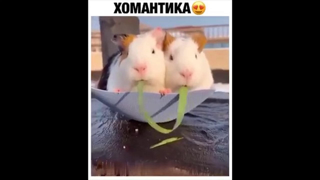 Cute baby animals Videos Compilation cutest moment of the animals Soo Cute