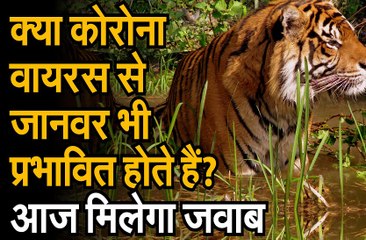 क्या कोरोना वायरस से जानवर भी प्रभावित होते हैं? जानवरों पर आधारित इस डॉक्यूमेंट्री में आज मिलेगा जवाब
