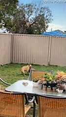 Dog Chases Ball Without Running