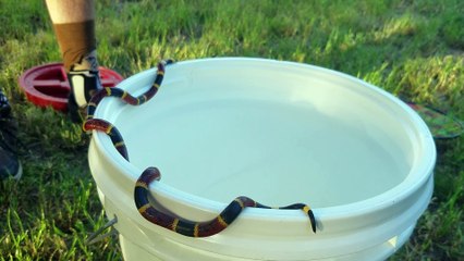 Coral Snake Balances on Bucket's Edge