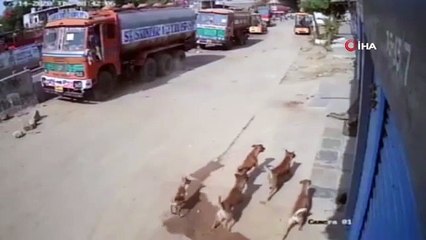 Hindistan'da leopar saldırısından son anda kurtuldu