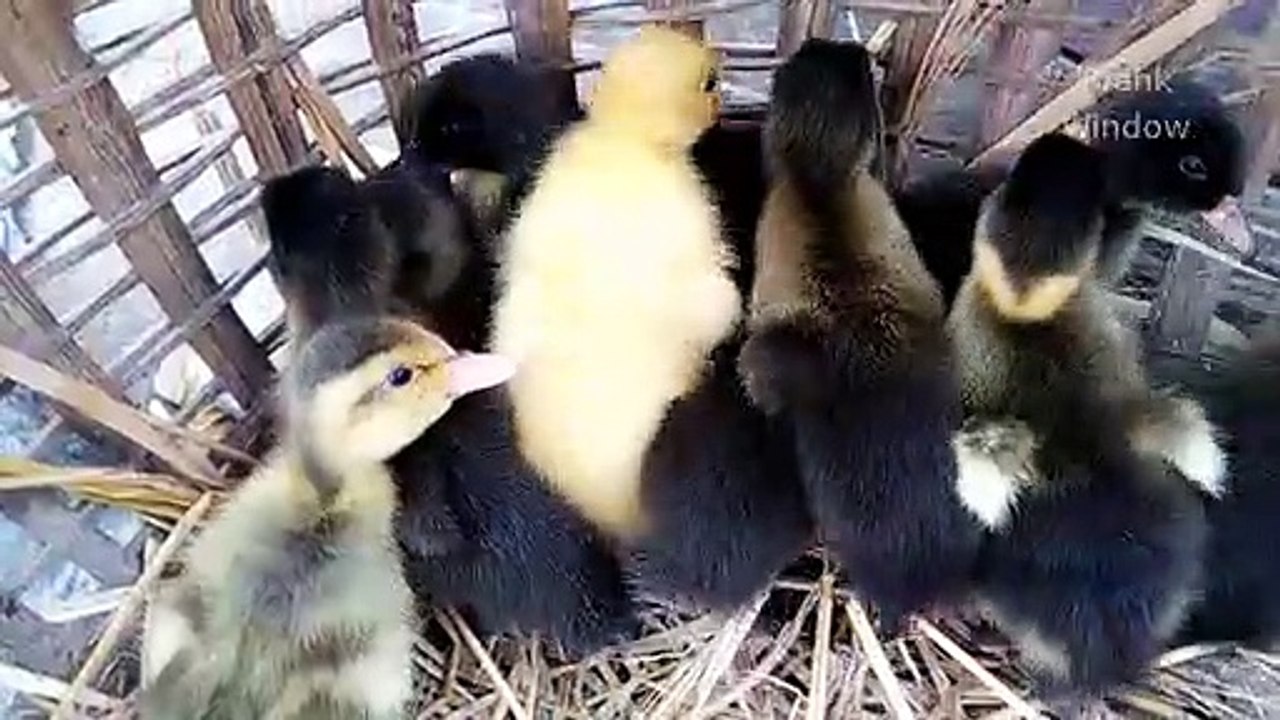 Baby duck scared to see the camera