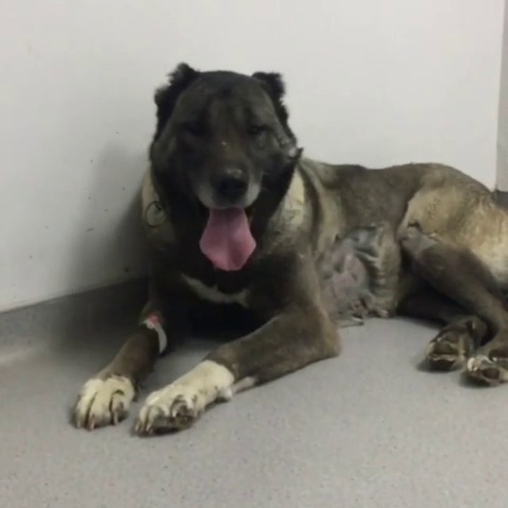 KARABAS KANGAL ODADA BUNLATIDA - BLACK HEAD KANGAL SHEHERD DOG