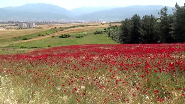 Osmaniye'de gelincikler tarlaları kırmızıya boyadı