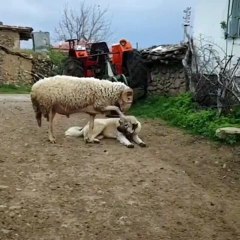 KOCTAN COBAN KOPEGiNE ADANA SIFIR BiR ATARI - ANATOLiAN SHEPHERD DOG and RAM