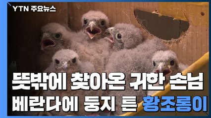뜻밖에 찾아온 귀한 손님...베란다에 둥지 튼 황조롱이 / YTN